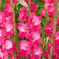 Гладиолус Fairytale Pink 10шт