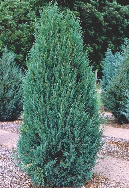 Можжевельник (Juniperus) скальный Блю Эрроу 20л h100-125 1шт