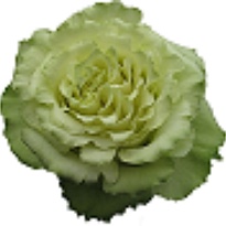 Роза Florecal Lemonade дл.50 25шт