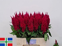 Целозия Plum Century Purple 5шт