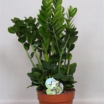 Замиокулькас Мидори d19 h65 1шт