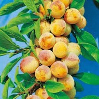 Слива русская (Алыча) пирамидал.Мирабелла/С