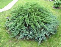 Можжевельник (Juniperus) обыкновенный Грин Капит (П) 2-3л h20-25 1шт 