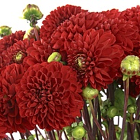 Георгин Viking 10шт