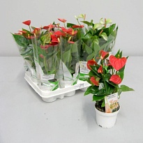 Антуриум микс d9 h30 12шт