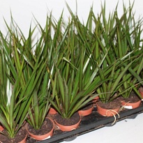 Драцена Марг. Копстек d13 h40 18шт