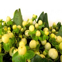 Гиперикум Cool Romance 5шт