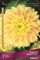 Георгина декоративная Адванс 1шт