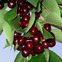Черешня Мичуринка подв. семенной/С 1шт