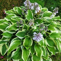 Хоста (Hosta) Вайд Брим d12 1шт