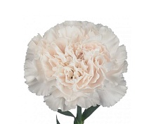 Гвоздика Moon Golem 20шт