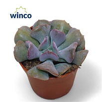 Эхеверия Кубик Фрост d5 h10 20шт