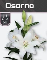 Лилия La Osorno 4+ 10шт
