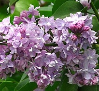 Сирень (Syringa) обыкновенная Память о Вавилове d9 18шт