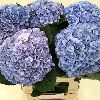 Гортензия Magical Revolution Blue дл.65 d16-18 1шт