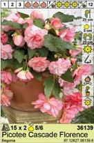 Бегония Пикоти Каскад Флоренс 5/6 2шт*