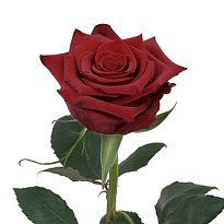 Роза Agrifeg Red Paris дл.40 25шт