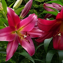 Лилия or. Touchstone 5+ 10шт