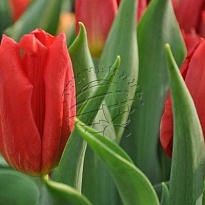 Тюльпан Strong Fire 10шт