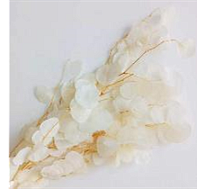 Эвкалипт Популус сухоцвет, 100г, белый