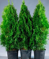 Туя (Thuja) западная Смарагд 7,5л h100-125 1шт