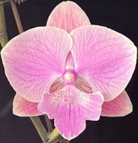 Орхидея Фален. Буржуа 2ст d10 h50-60 10шт