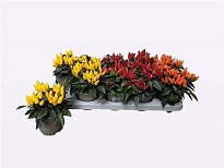 Капсикум микс d10 h20 10шт