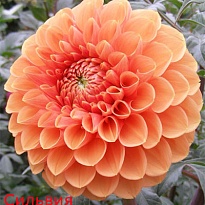 Георгина Sylvia 5шт