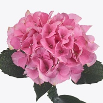 Гортензия Royal Love дл.80 d21-23 1шт