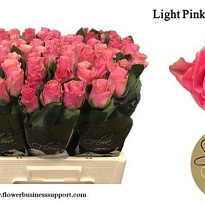 Роза Pink Tacazzi дл.60 10шт