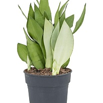 Сансевиерия Муншайн d9 h30 18шт