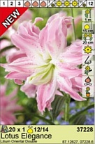 Лилия Лотус Элеганс вост.махр.12/14 1шт*