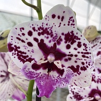 Орхидея Фален. Спешл. Элегант Биг Липс 2ст d12 h60 10шт