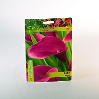 Калла Регал 12/14 1шт*