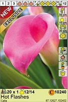 Калла Хот Флешс 12/14 1шт*