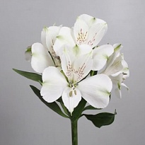 Альстромерия Frozen 10шт