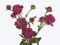 Роза кустовая Classic Sensation дл.50 10шт