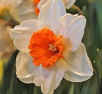 Нарцисс Johan Strauss 10шт