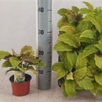 Калатея Фьюжин Eллоу d10 h25 9шт