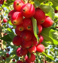 Яблоня Китайка Долго/подвой 54-118 полукарл/С