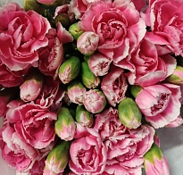 Гвоздика куст. Калимбр Булс (К) дл.60 20шт