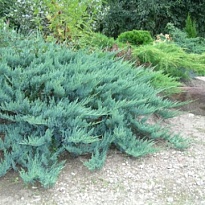 Можжевельник (Juniperus) горизонт. Блю Чип 2л h30-40 1шт