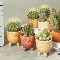 Кактус микс керамика d6 h15 15шт