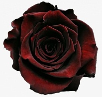 Роза Rosesuccess Cia Ltda Black Baccara дл.60 25шт