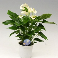 Антуриум Вайт Чемпион d14 h55 8шт
