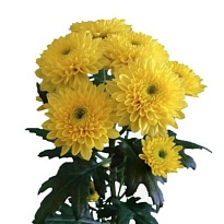 Хризантема кустовая Pina Colada Yellow (ТКН) 5шт 