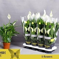 Спатифиллум Пико Купидо d13 h55 8шт