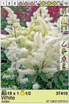 Астильба Белая 1/2 1шт*