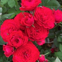 Роза Скарлет Дименшен кустовая (МЦ) дл.60 10 шт/уп