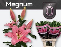 Лилия or. Megnum 5+ 10шт